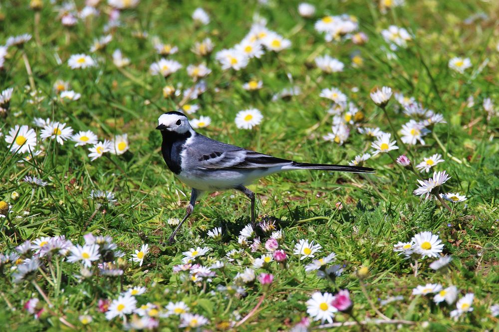 Bachstelze und Gänseblümchen