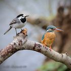 Bachstelze vs. Eisvogel im direkten Größenvergleich