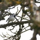 Bachstelze wartet auf den Frühling