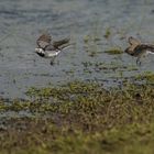 Bachstelzen adult-u.-juv. Nahrungsbetteln