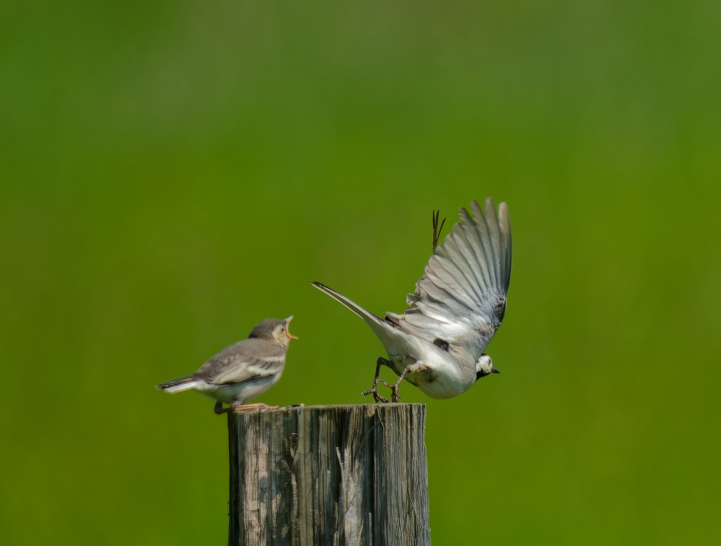 Bachstelzen - der Jungvogel fordert Futter!