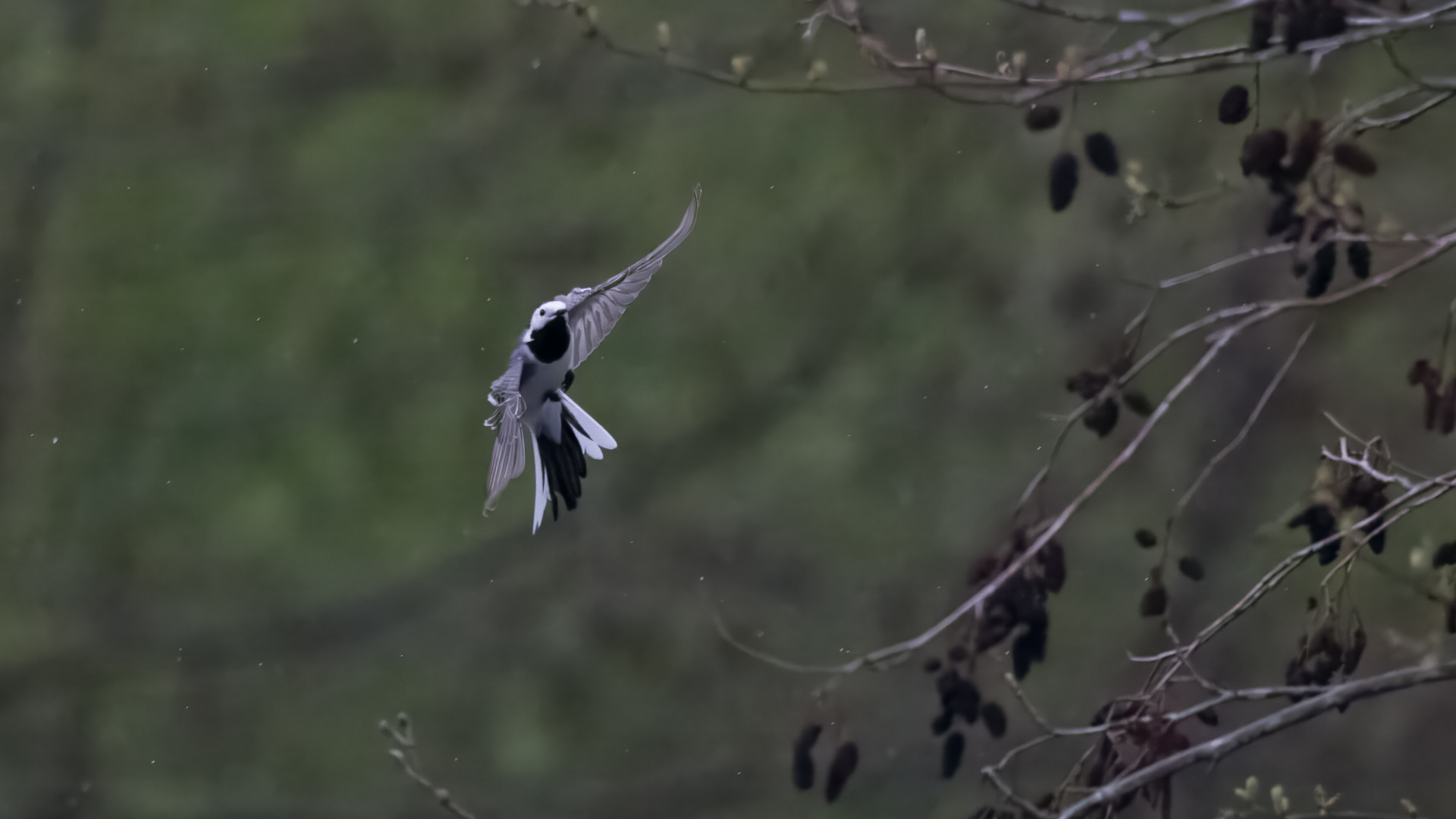 Bachstelzen Flug im Regen I