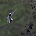 Bachstelzen Flug im Regen I