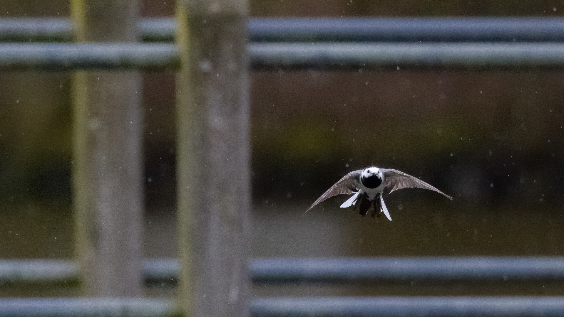 Bachstelzen Flug im Regen II