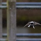 Bachstelzen Flug im Regen II