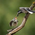 Bachstelzen Fütterung