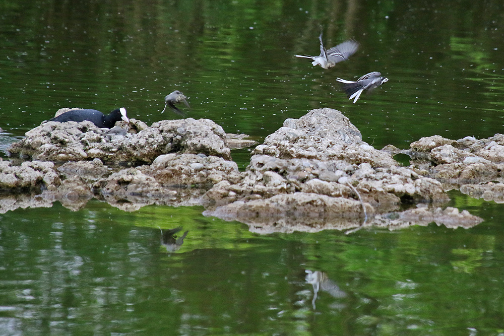 Bachstelzen im Flug