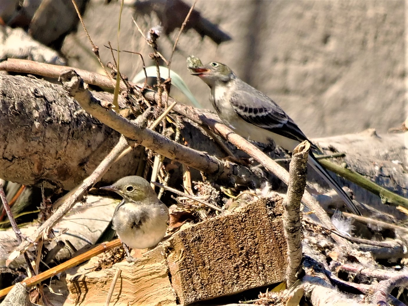 Bachstelze(n) - Suchbild