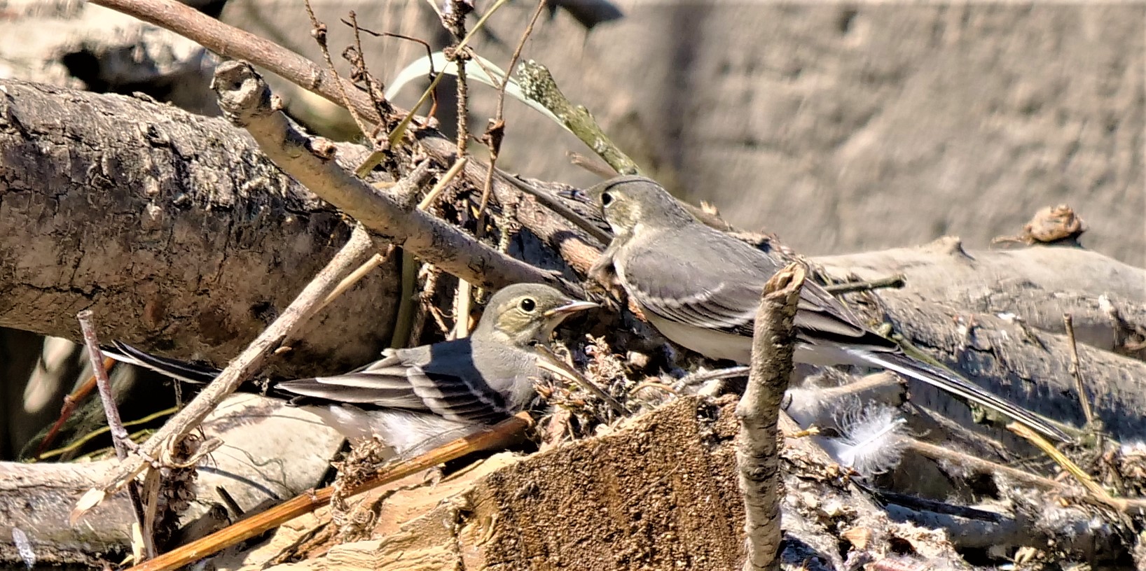 Bachstelze(n) - Suchbild