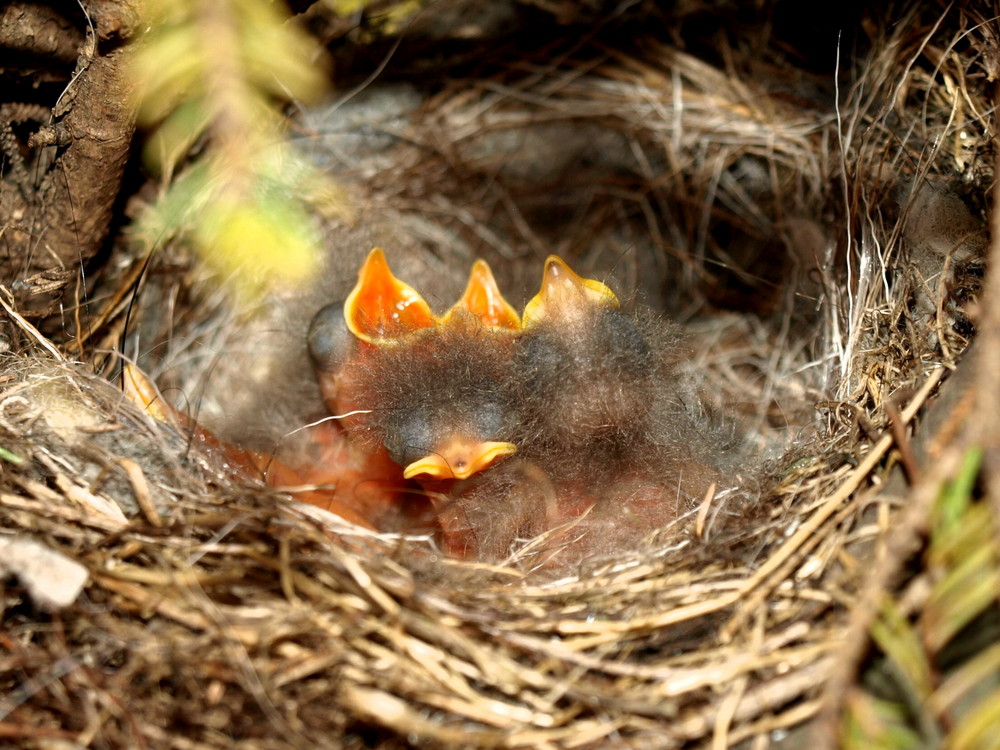 Bachstelzenbabys