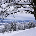 Bachtel, Aussicht auf den Untersee