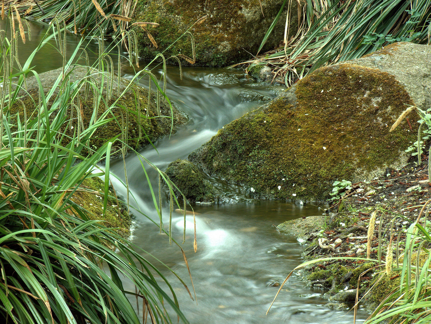 Bachverlauf im Luisenpark Mannheim