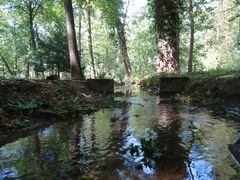 Bachverlauf im Schönbusch