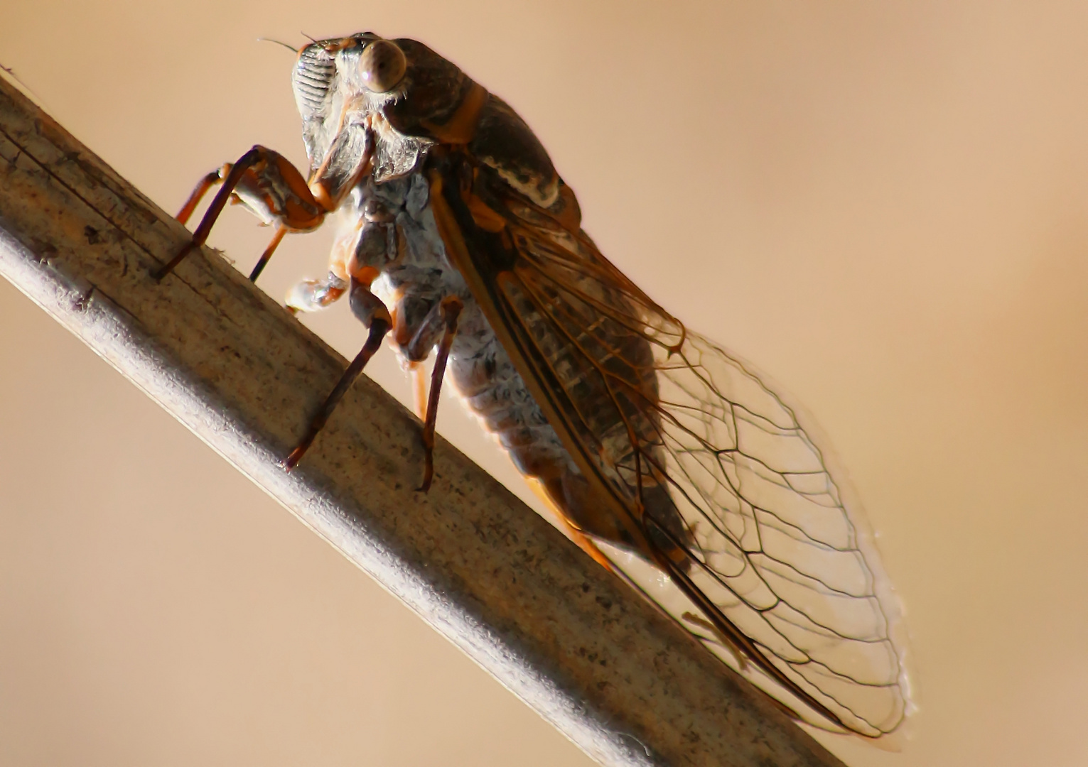 baciata dal sole