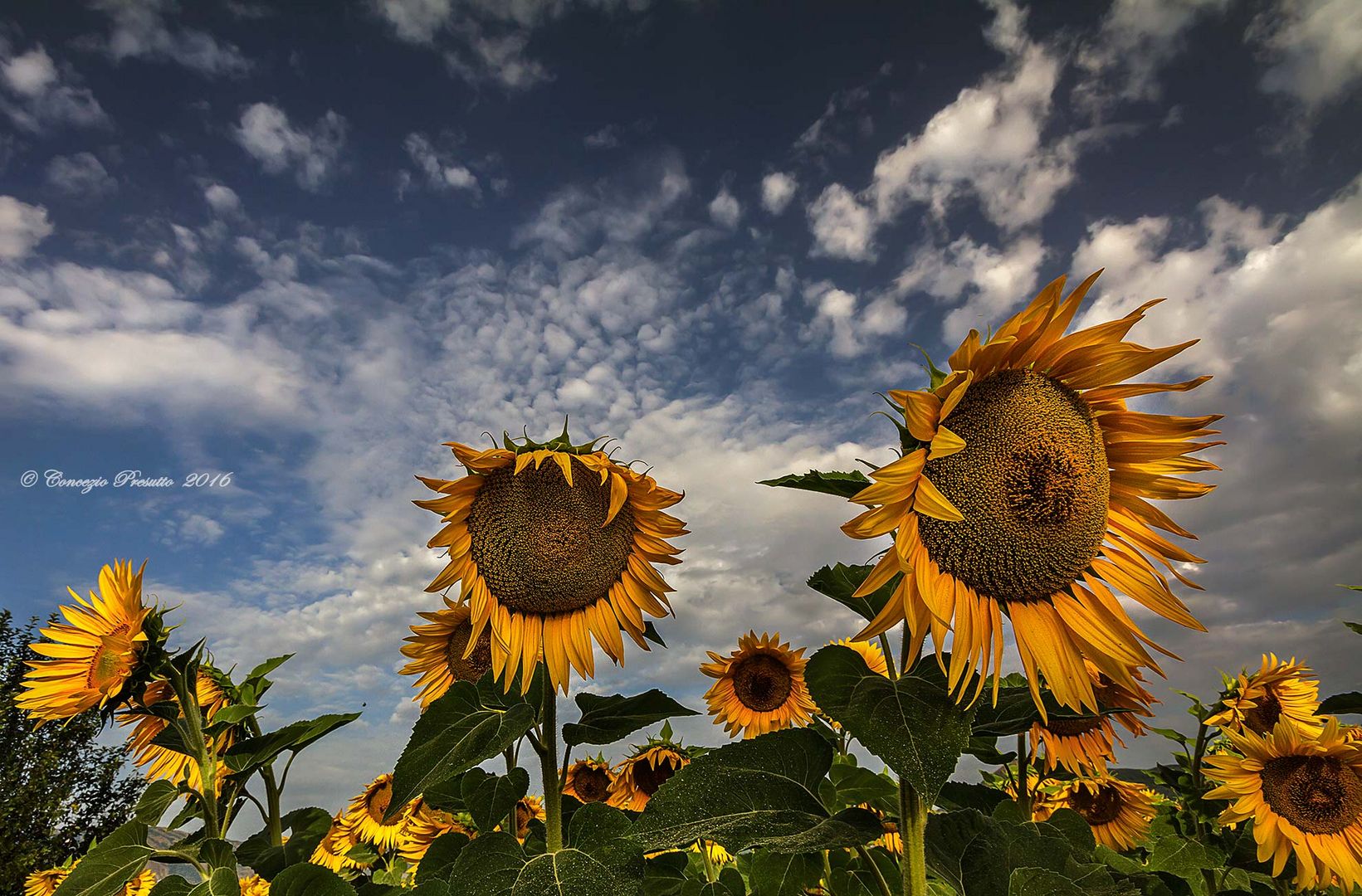 Baciati dal sole