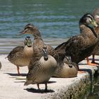 Bacina lakes - sunbathing