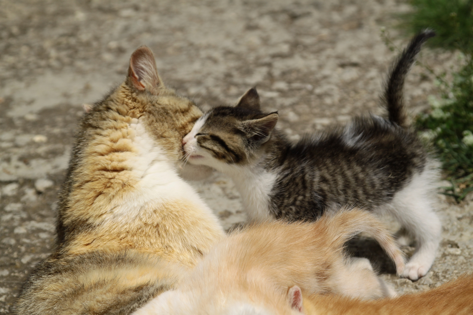 Bacio Di Mamma