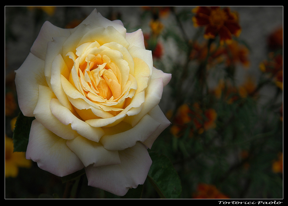 Bacio di sole.......