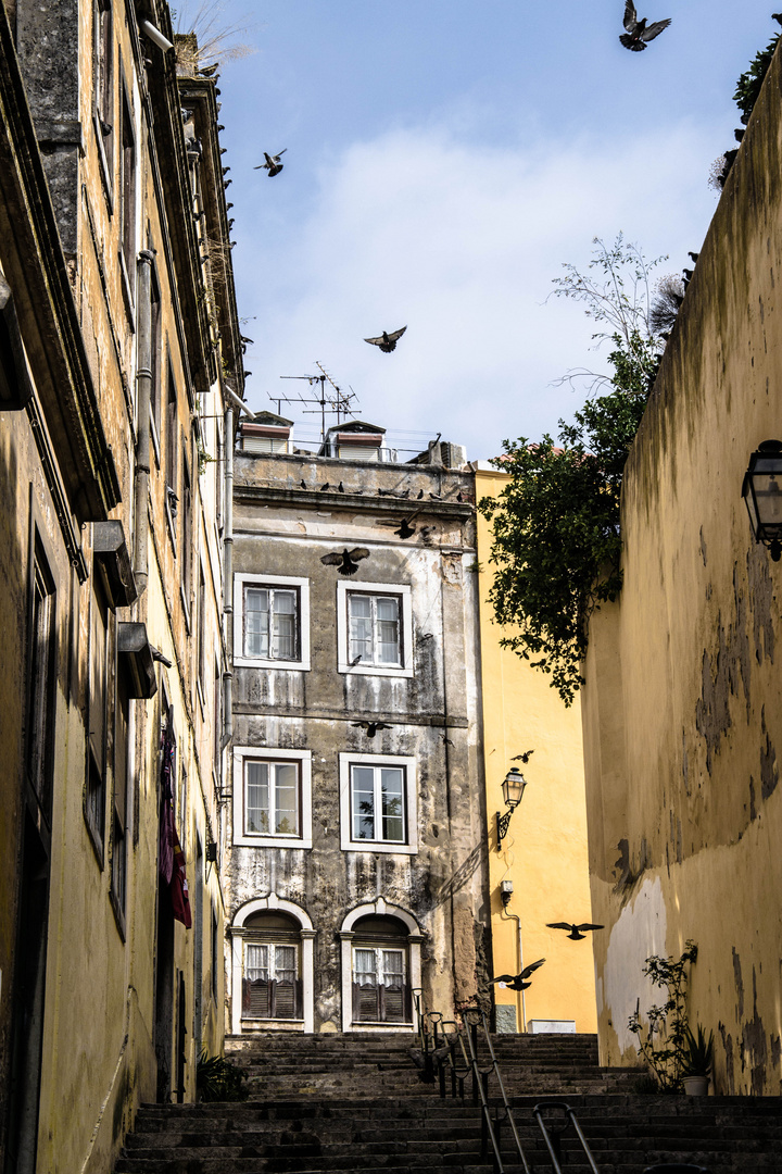 Back Alley Pigeons