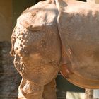 Back end of a Rhino