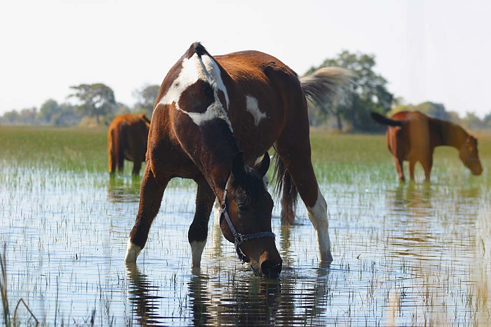 Back from the Okavango