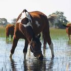 Back from the Okavango