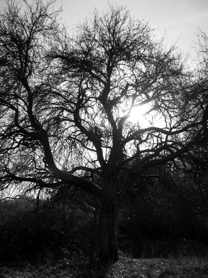 Back light - tree