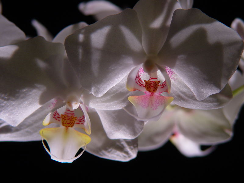 Back lit orchids. Comments welcome