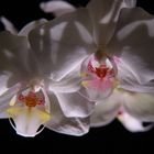 Back lit orchids. Comments welcome