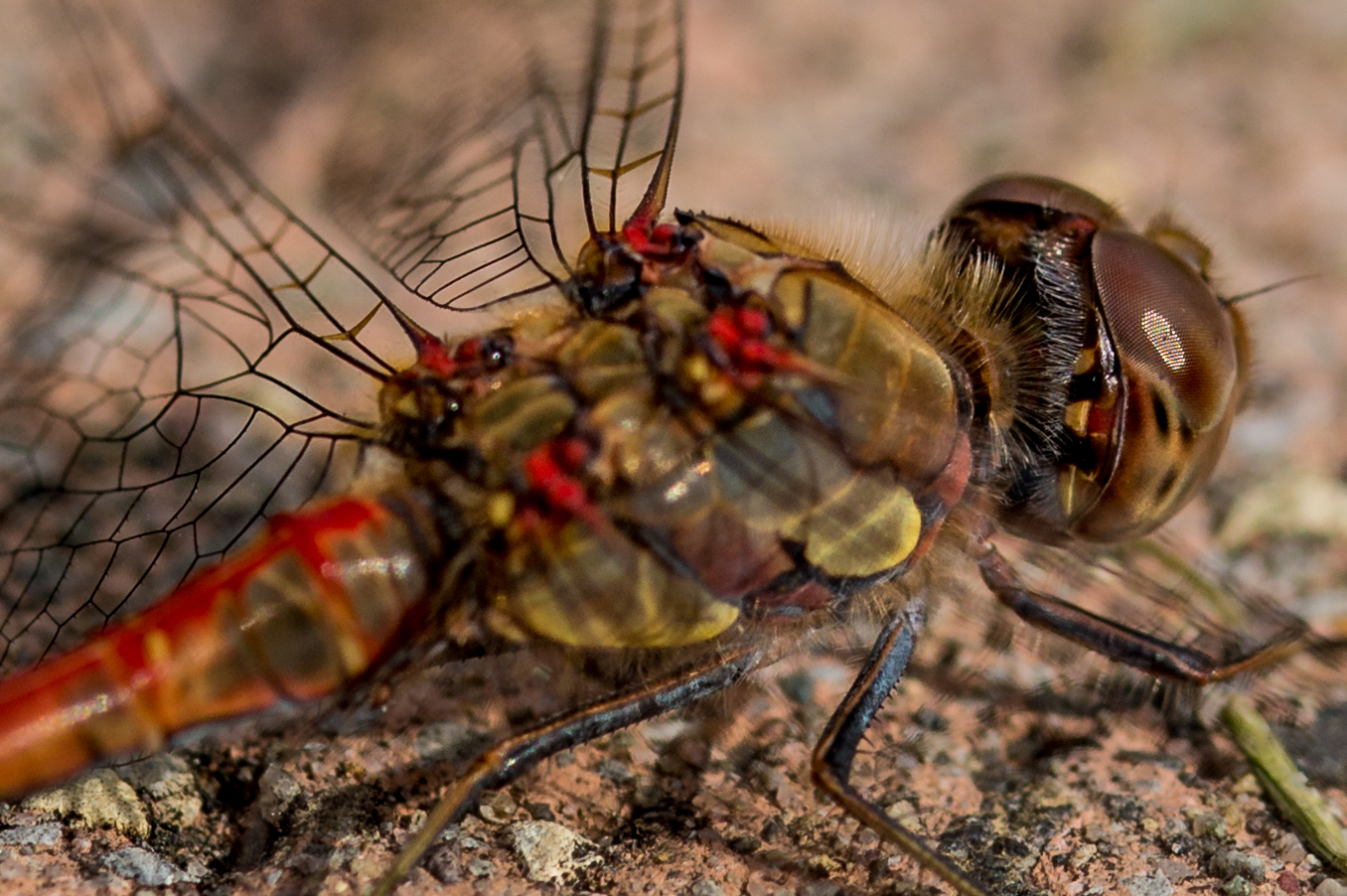 back of a dragonfly