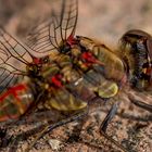 back of a dragonfly