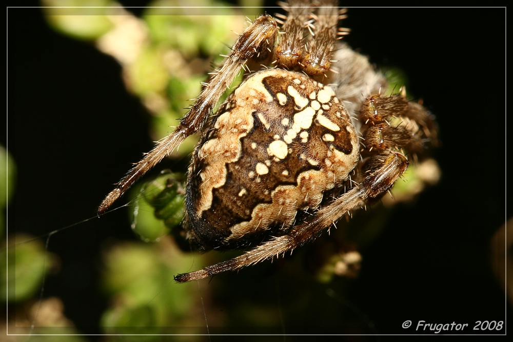 Back of a spider...