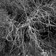 Back Road Branches bw