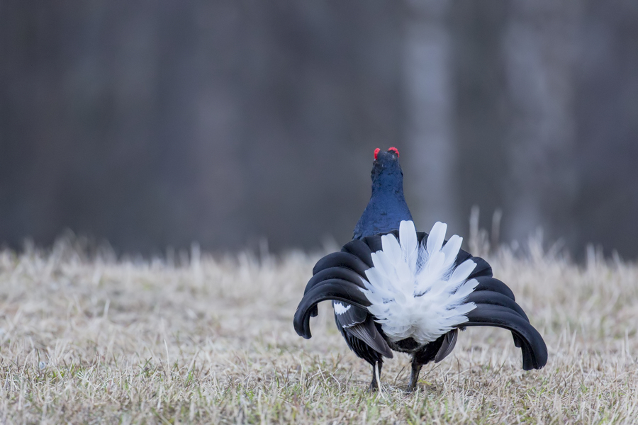 Back Side Of Black Grouse