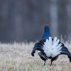 Back Side Of Black Grouse