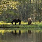 Back to Nature - Spreewald