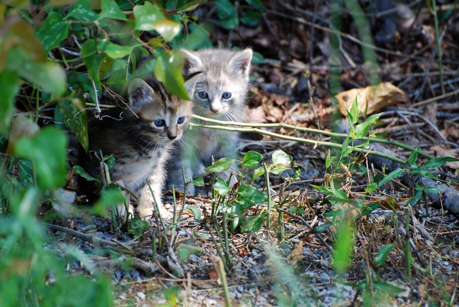 Back Yard Safari I The Adventire Begins)