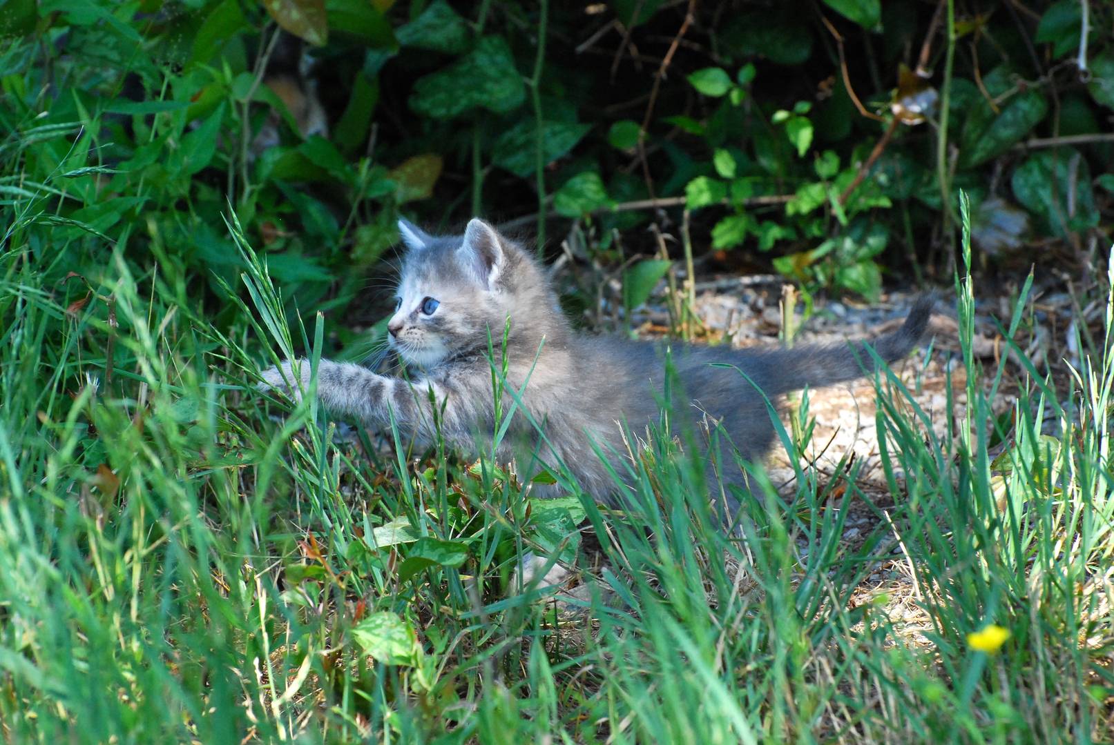 Back Yard Safari iV