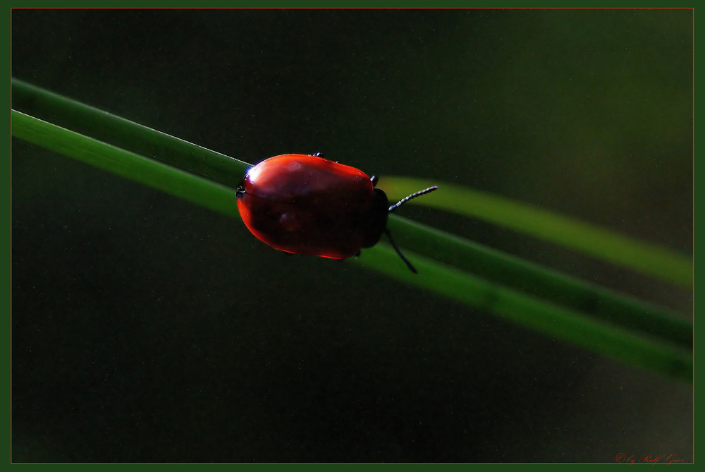 Backlight