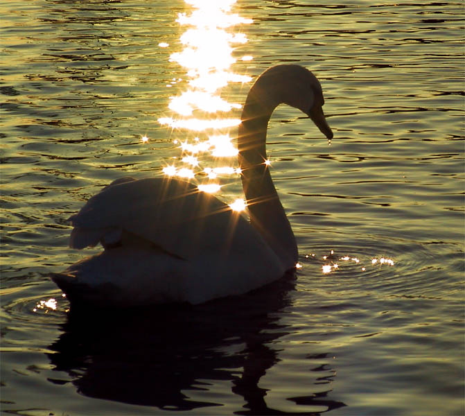 Backlight