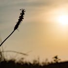 Backlight at Beach