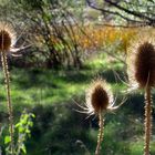 Backlight