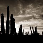 : backlight cacti desert :