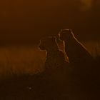 Backlight Cheetah