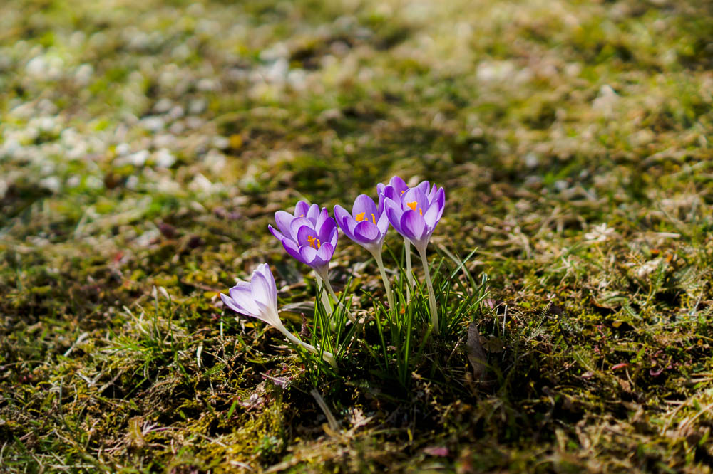 Backlight crocus