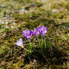 Backlight crocus