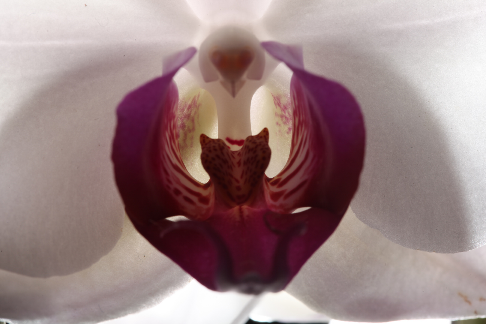 Backlight Orchid