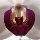 Backlight Orchid