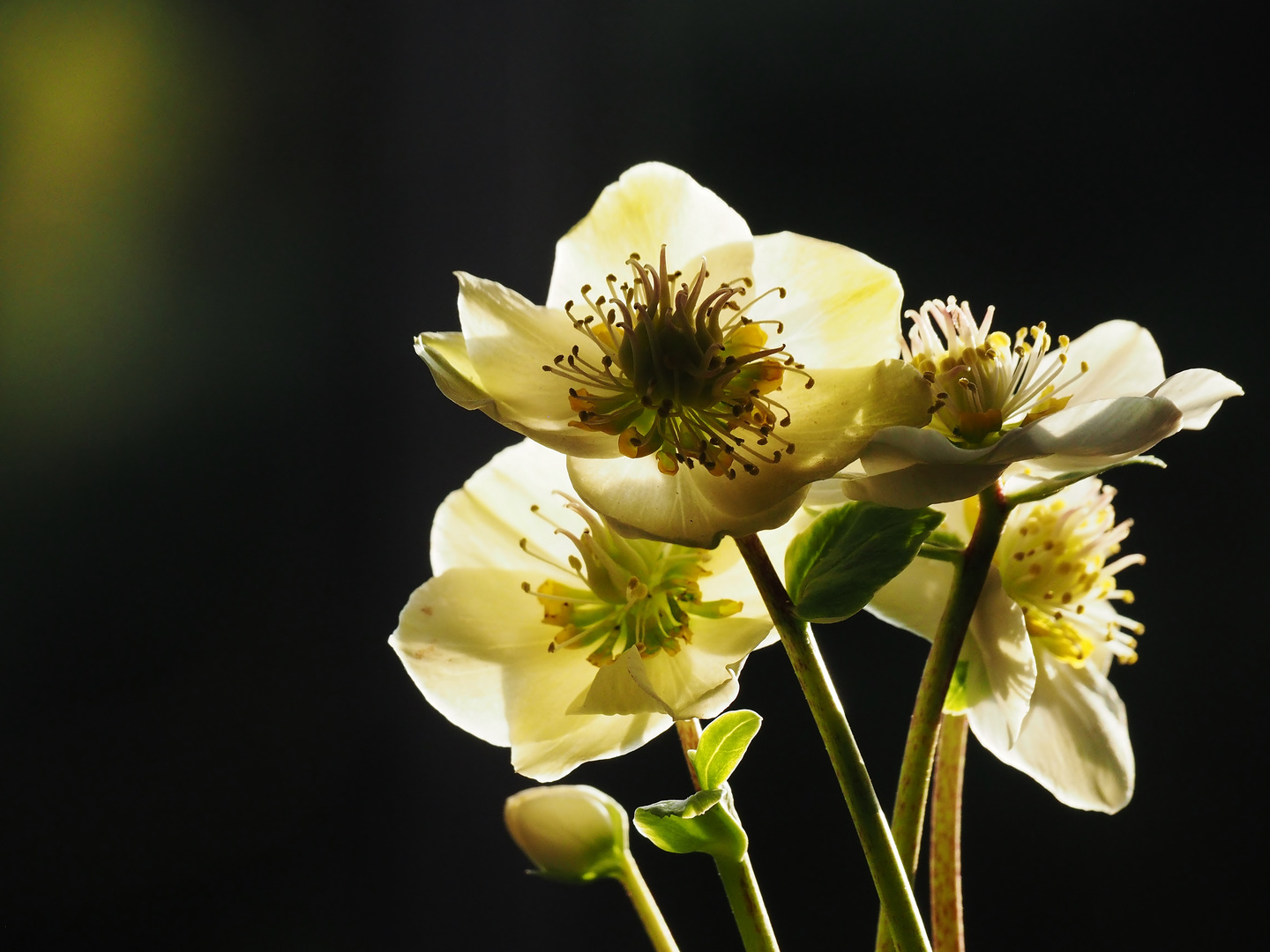 "Backlight Power"