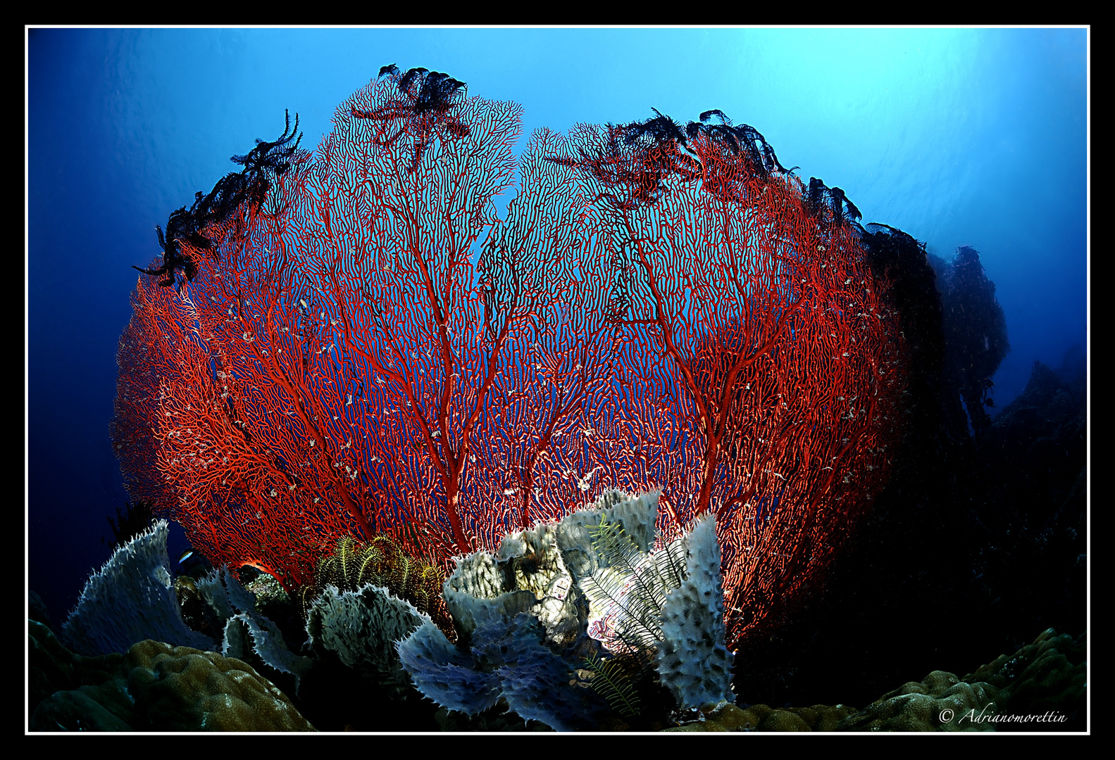 backlight seafan